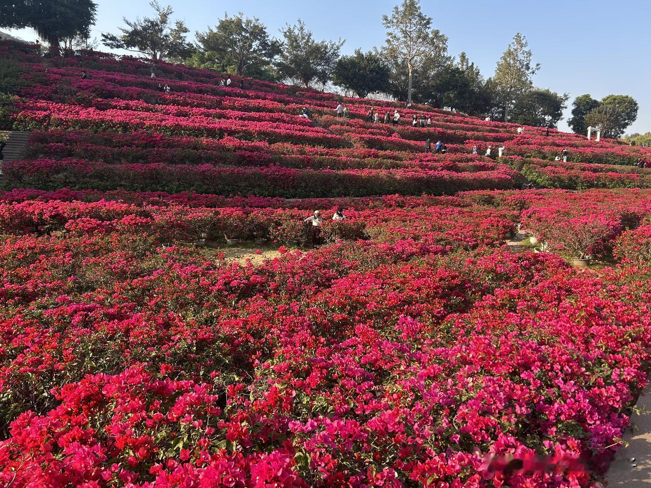 在南宁，青秀山公园！

美吧，叶子花园！

这里叫“叶子花”，可我过去一直把它叫