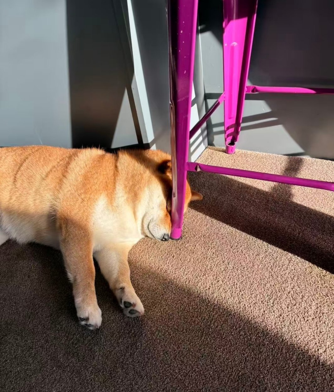 柴犬全是小狗精，灯太亮了哈哈哈哈 小狗也不会关灯 只能这样了 