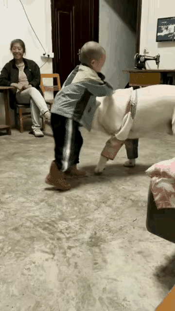 毛孩子摔跤，还是很有招法的，用前腿使了一个绊子，居然把小朋友摔个跟头，看起来实在