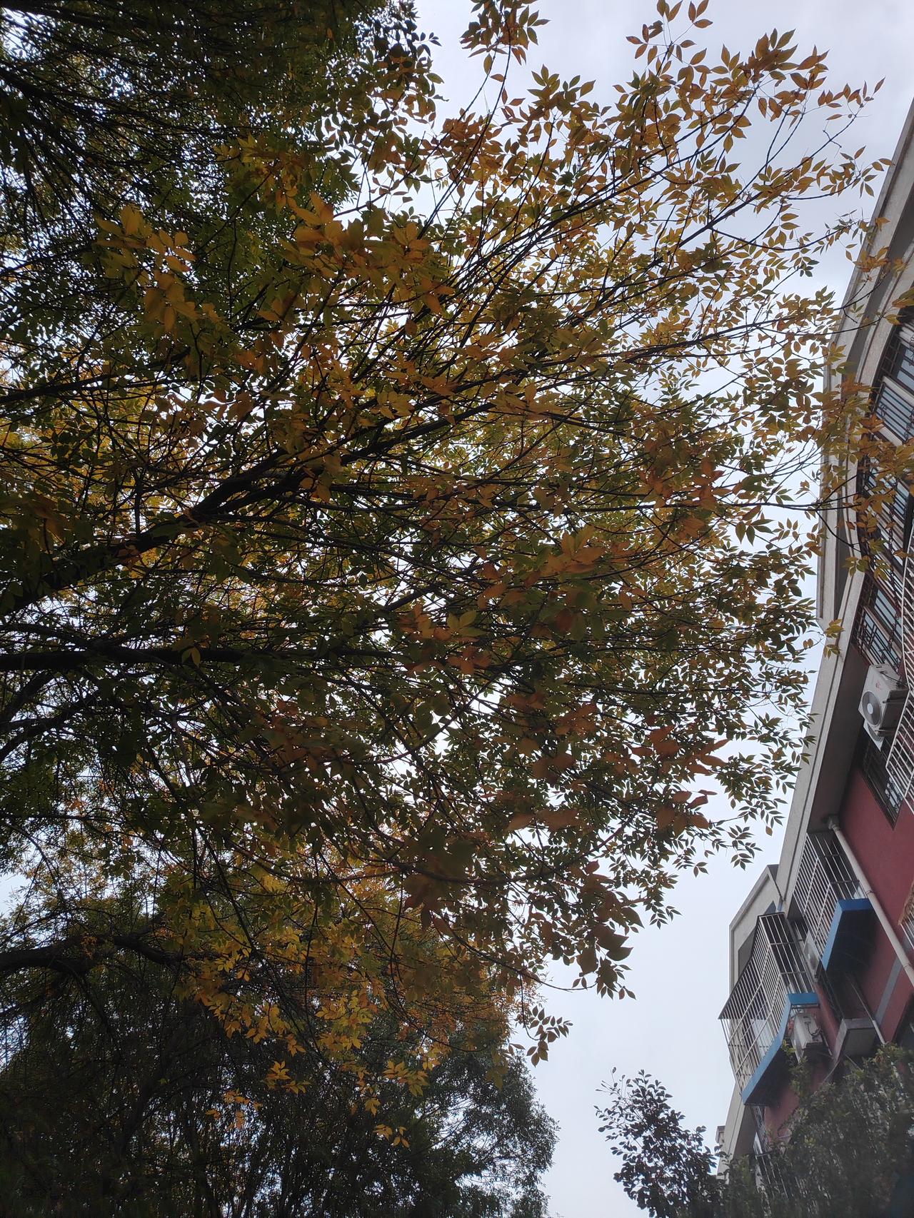 晒图笔记大赛万物在心：秋高气爽，是大自然写给岁月的诗。读它，便懂了放下；品它，便