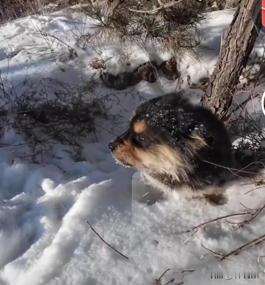 大雪纷飞的时候，小流浪狗找不到妈妈了，在一棵松树下不停地哭叫。小流浪狗 希望不再