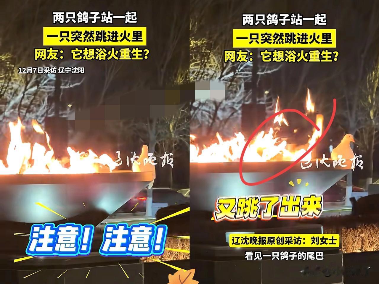 辽宁沈阳，一女子看到两只鸽子蹲在一火坑前，起初女子也以为鸽子在烤火，就拿出手机拍