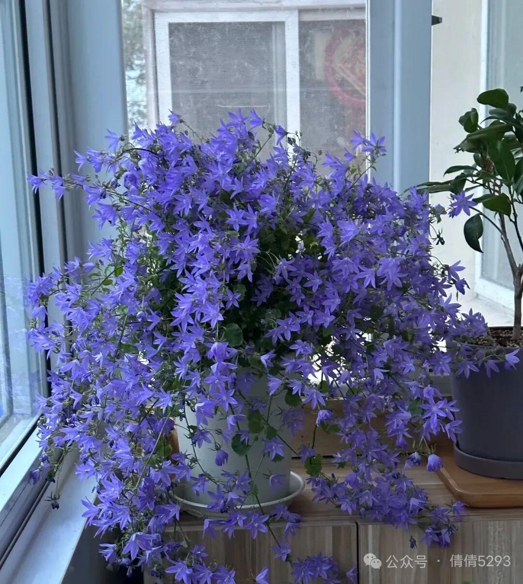 窗台上的紫色花海，生机盎然，美不胜收！🌸💜