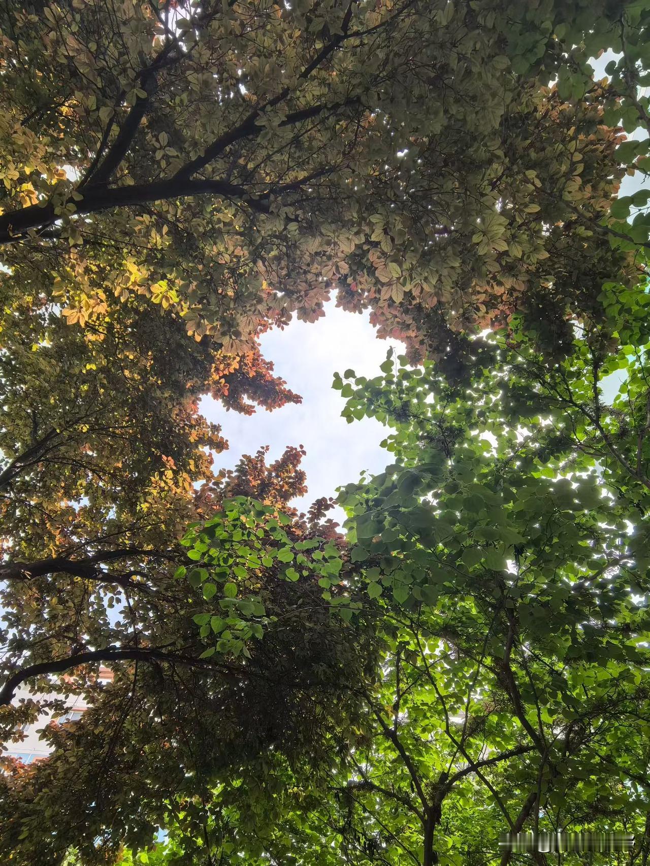 雍城绿树“天眼”乡村山里的野花好看吗? 旅游选择,是去武当山还是少林寺? 你在峡