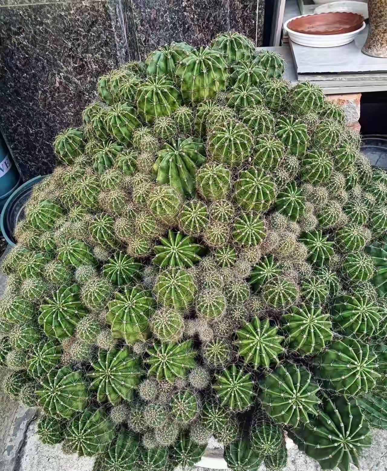 这养的也太好了吧