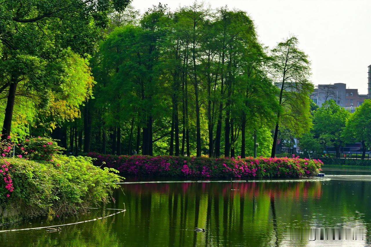 流花湖漫记✨
   晨曦铺满湖畔，葵堤向阳而生，满眼都是治愈的明媚。
   荷塘