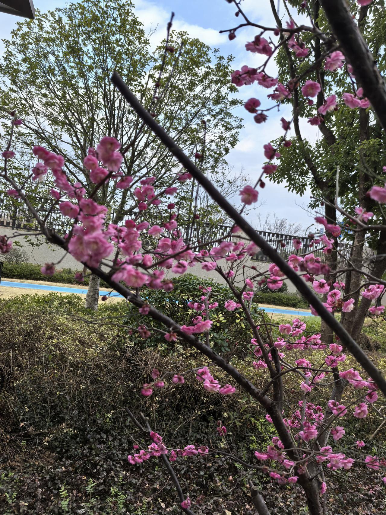 公公去世后的第一个春节
      公公去年底去世了，老两口相伴了六十多年，感情