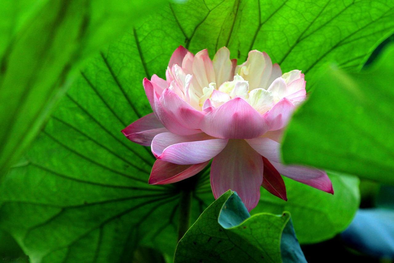 你要明白没有人可以陪你走完全程，可以共一段山水已经是幸运，你要明白不可能有人完全