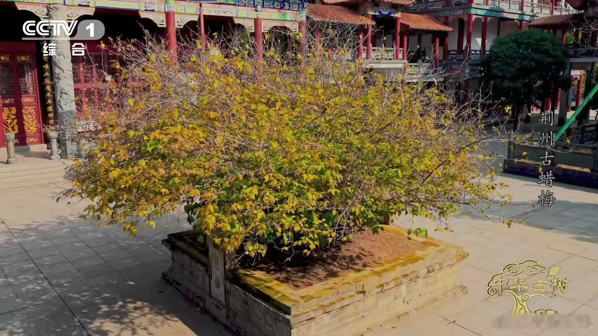 是蜡梅还是腊梅终于分清蜡梅和梅花了 以前一直以为蜡梅就是梅花的一种，结果被打脸了