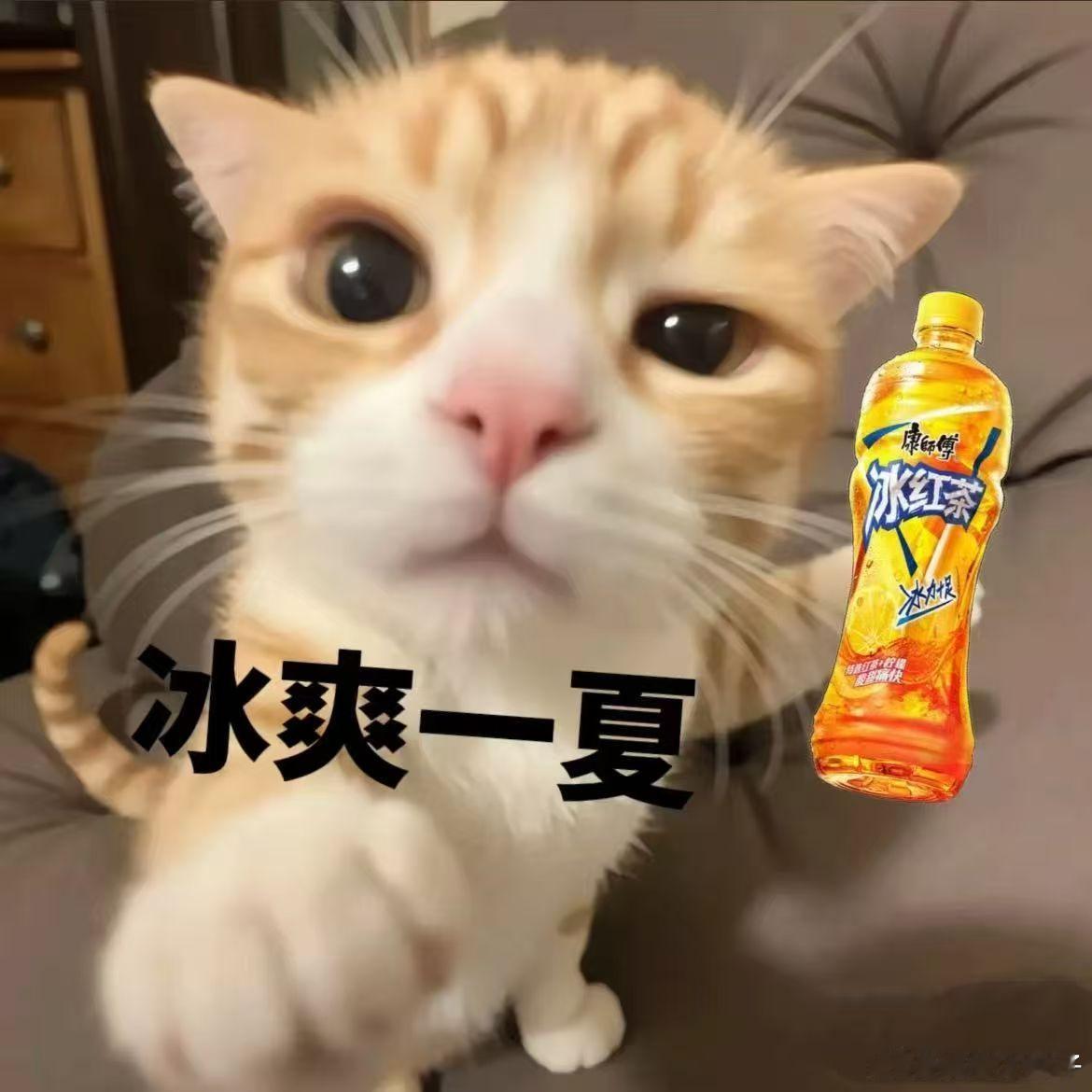 喵~和我一起加入康师傅冰红茶联盟 ，畅饮冰红茶，在夏日感受痛快滋味 无可替代 的