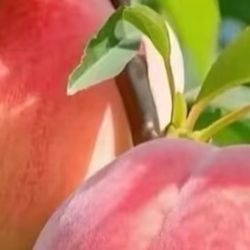 桃子种植一、选地与土壤准备选择阳光充足、地势较高、排水良好的地块，土壤以pH值5