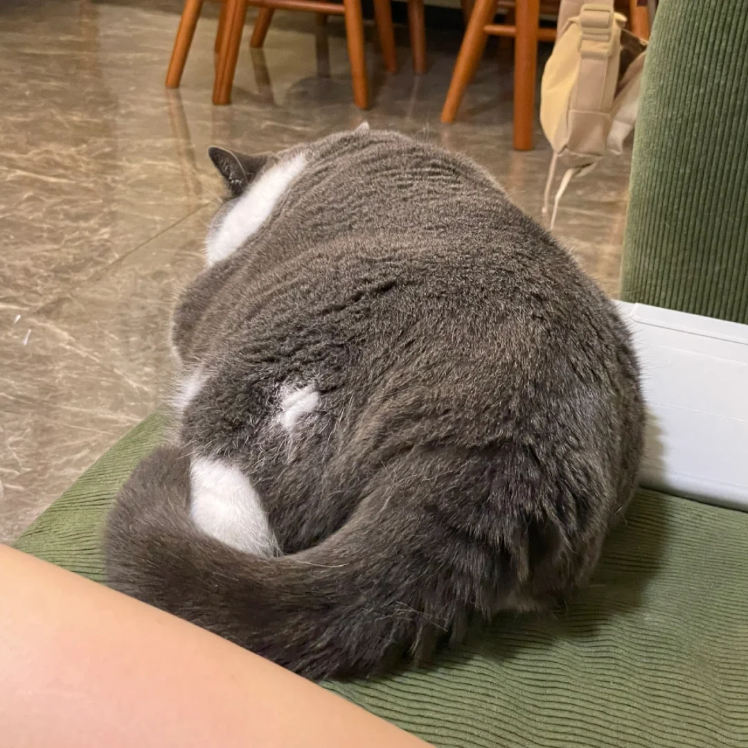 小乌龟