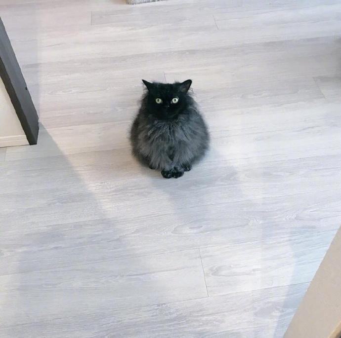 一主人表示，自家的小猫咪越长越黑，身上却还是灰茸茸的...怎么看都是煤球成精了