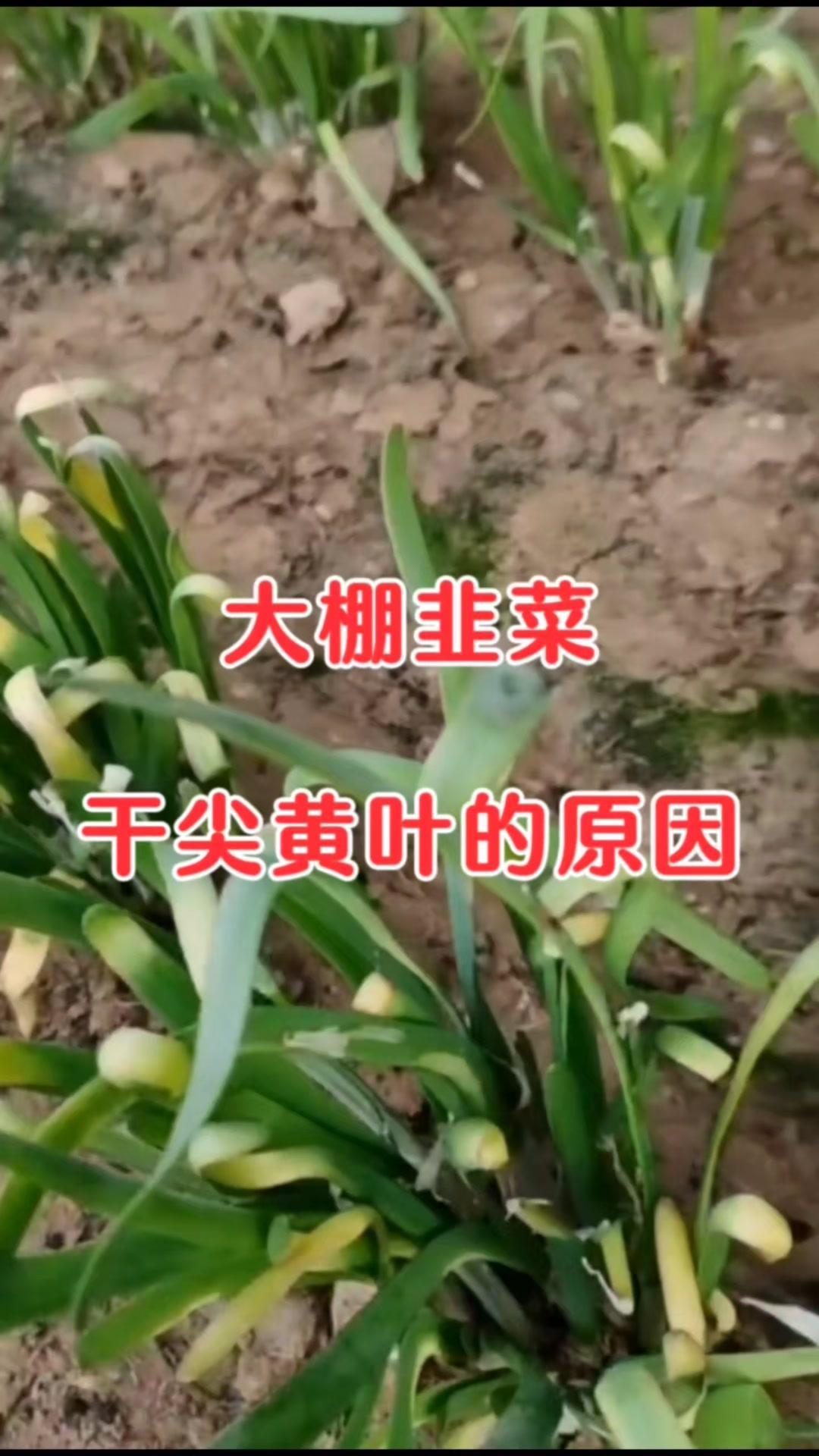 1️⃣浇水过多
浇水过多会造成棚内湿度高，影响韭菜叶品生长，易烂叶黄叶。而且土壤