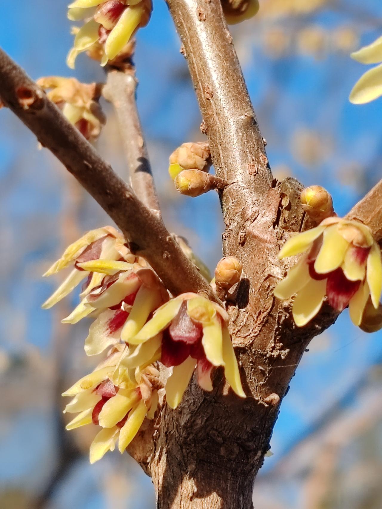 晒图笔记大赛腊月赏梅。