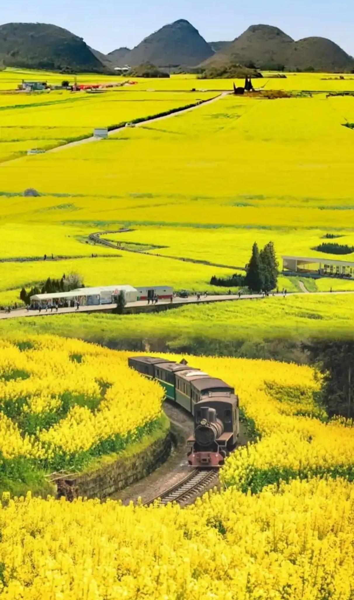 金色花田随喀斯特地貌起伏，如巨幅织锦铺展坝子。金鸡峰丛里，锥状峰林浮于金色浪涛，