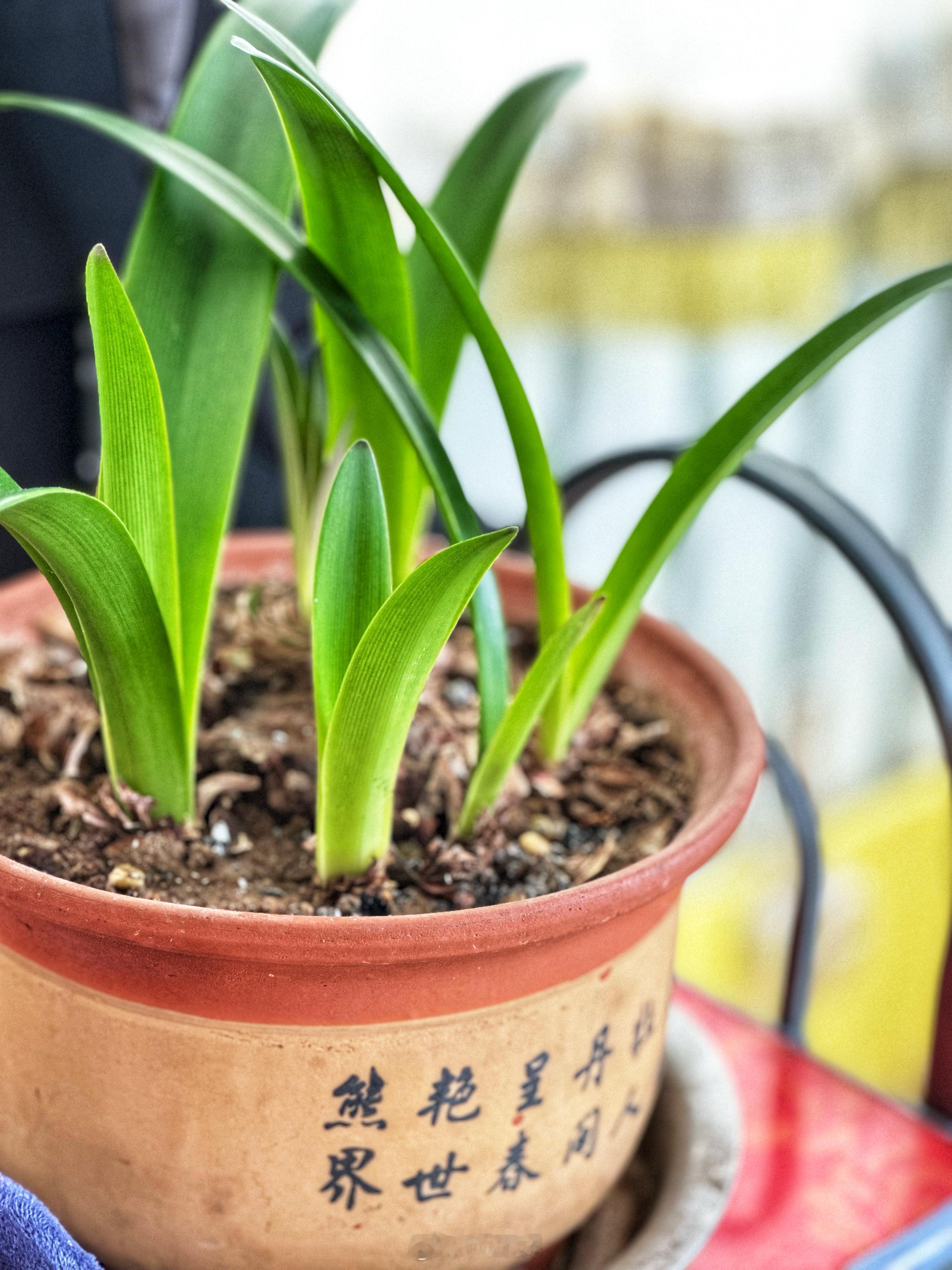 我妈养的绿色植物其中仙人掌已经结出花苞在贫瘠的土壤中，即将绽放它生命中美丽的赞歌