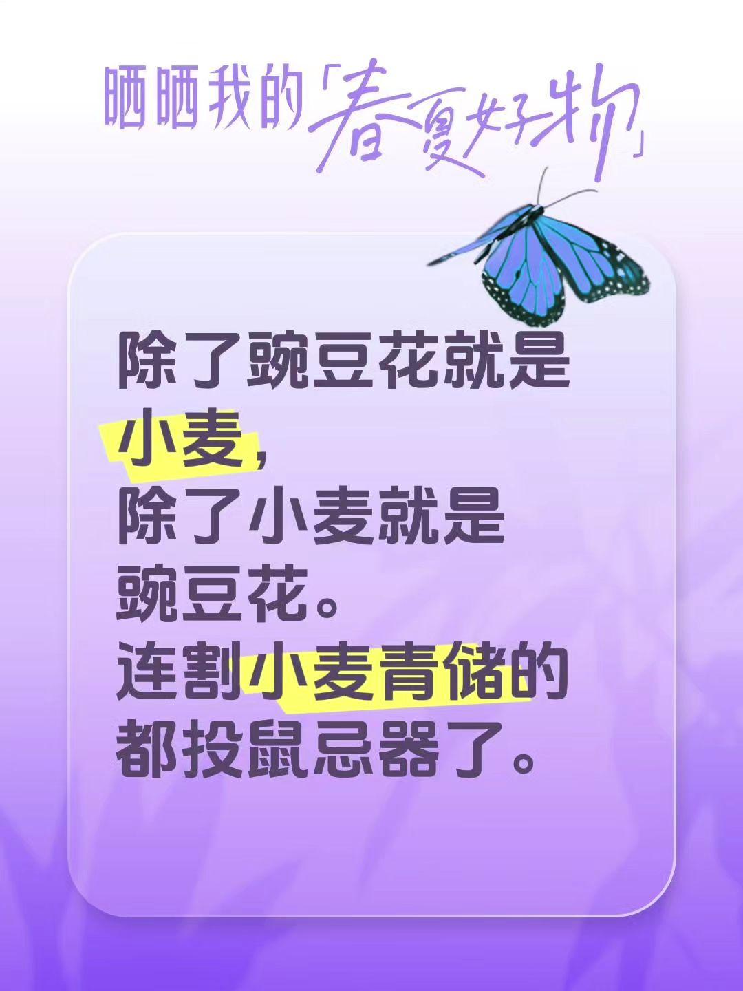 我评论了@小太阳☀️ 的作品：
除了豌豆花就是小麦，除了小麦就是豌豆花。连割小麦