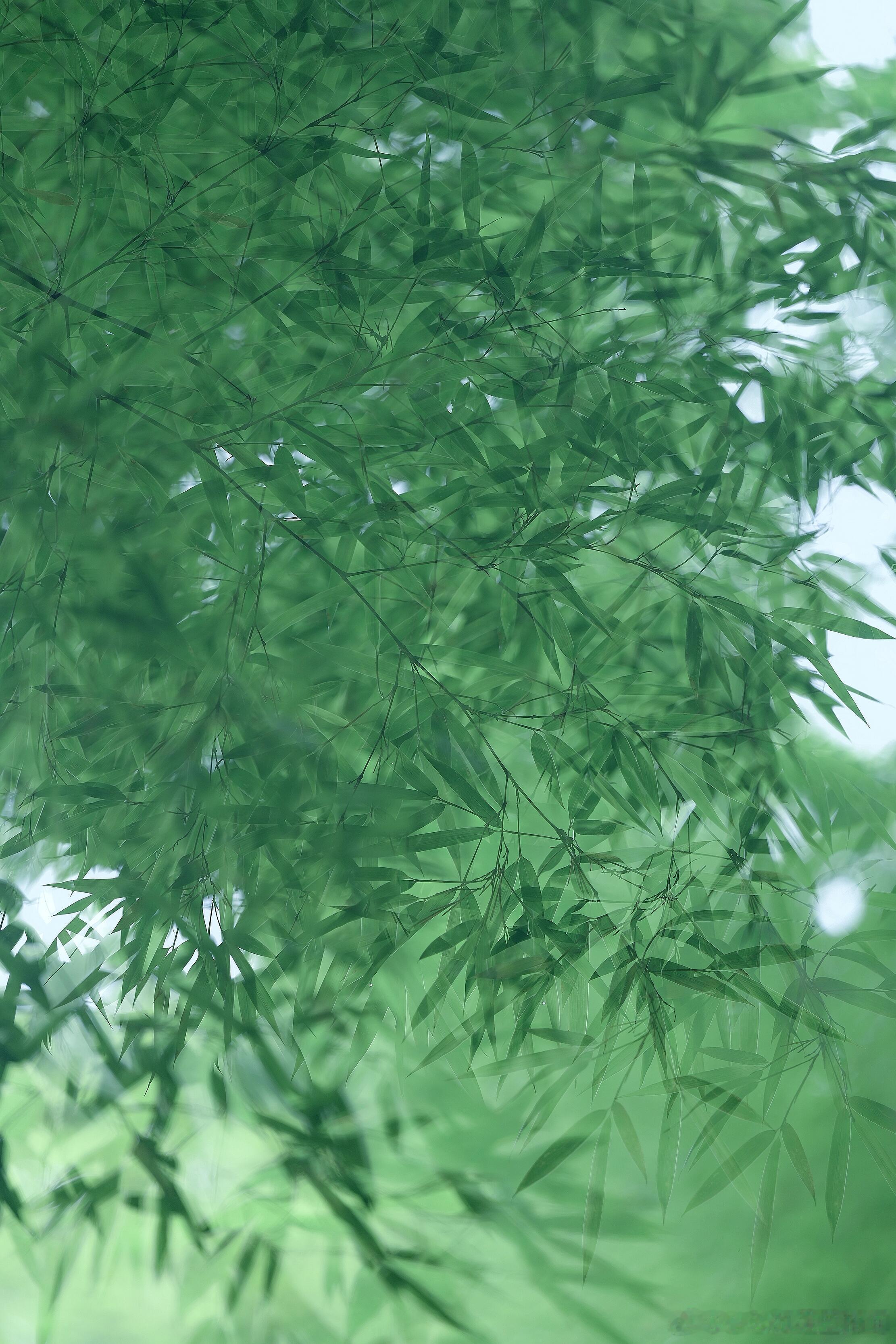 青竹水墨竹意 平面海报设计 I 手幅设计 I 线下展板设计 I 平面广告设计 I
