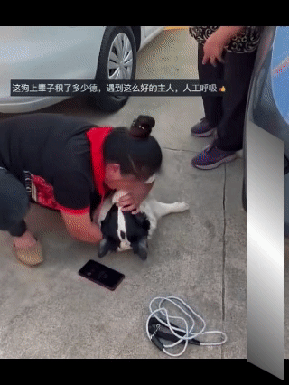 女子外出遛狗不慎被车撞倒，狗狗倒地不起，女主人情急之下给狗狗做起了人工呼吸。如果