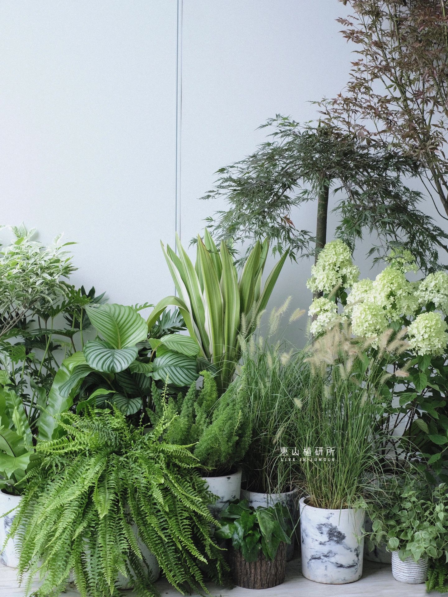 植物布置|清新治愈的阳台花园🍃