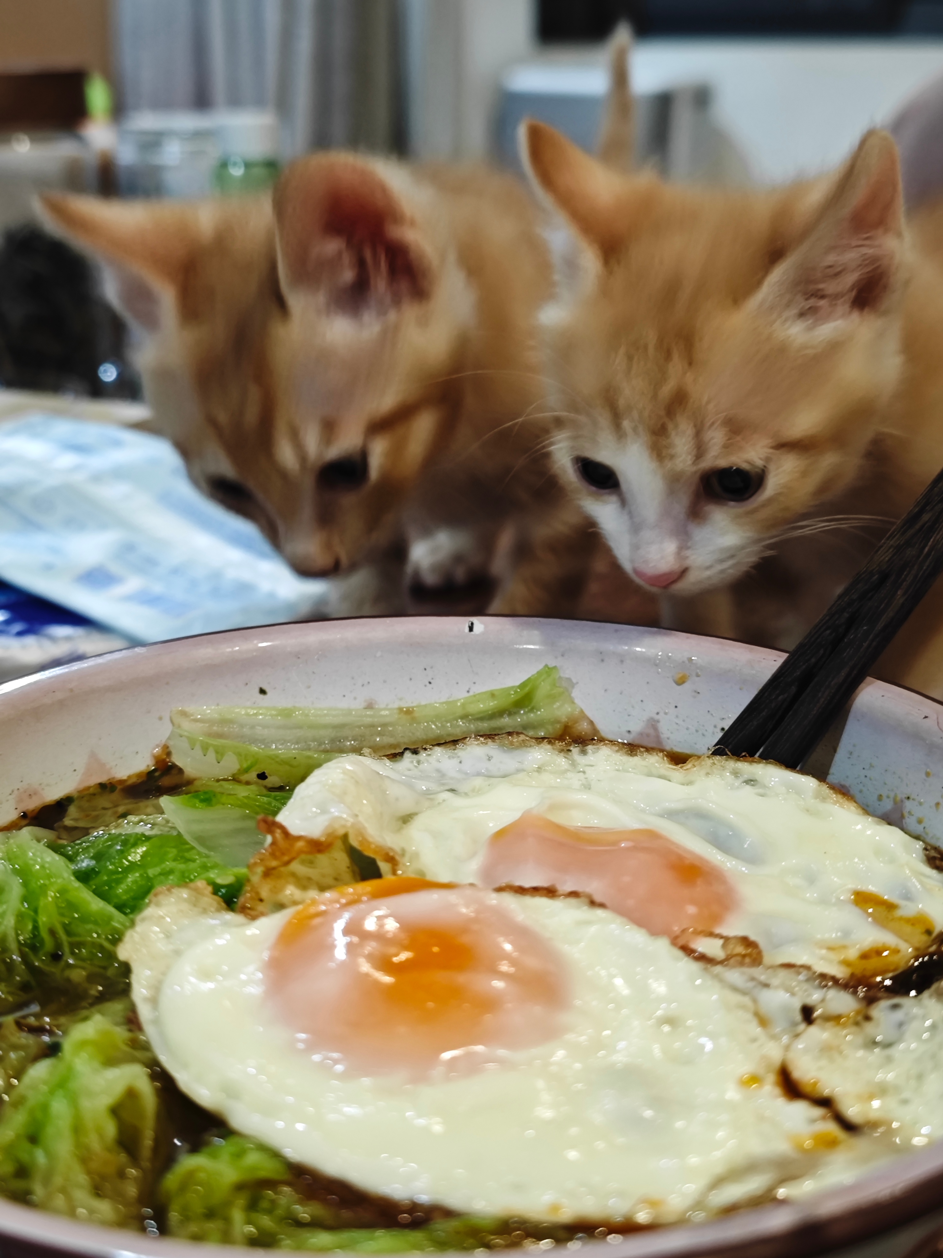 经历了两天硬仗，回家吃宵夜！那 猫猫先吃！