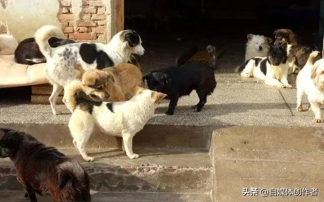 北京深夜骑行遇群犬围追，这幕惊心背后，藏着多少养宠人的失责
 
深夜骑行遇二三十