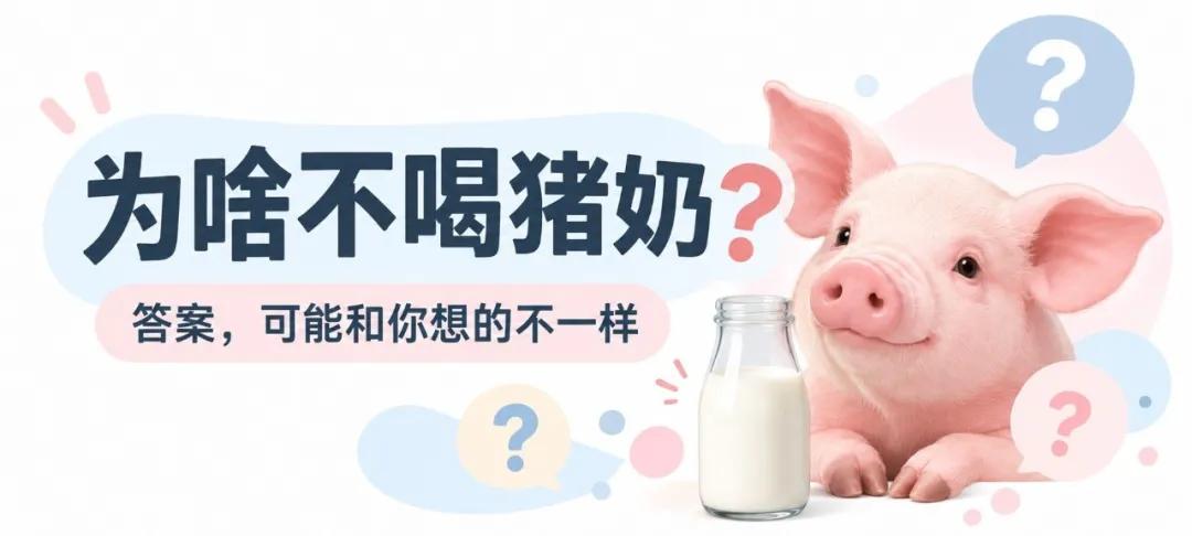 【猪奶营养不差，为什么市面上没有？】

终于知道人类为啥不喝猪奶了秋季养生搭子 