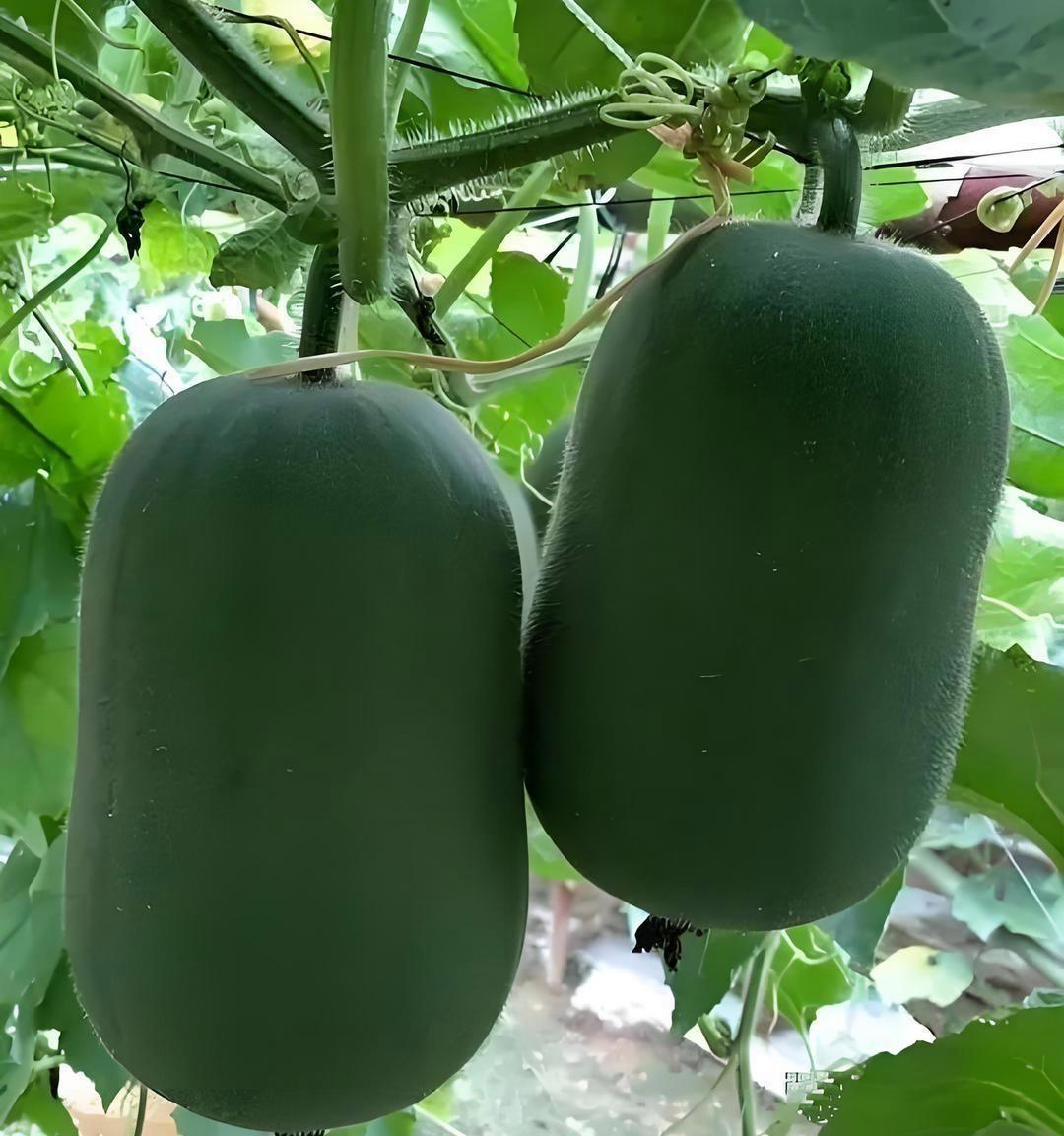 没有农药残留的9种蔬菜: 
1、竹笋，多年农药检测为零
2、大蒜，是典型的辛辣味