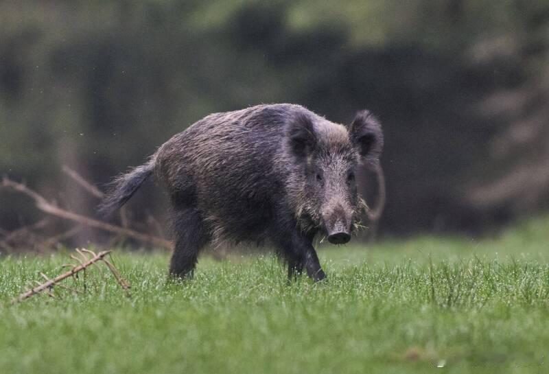 惊！韩国遭“朝鲜野猪”入侵两个月 捕杀后就地掩埋 海外新鲜事 韩国仁川广域市瓮津