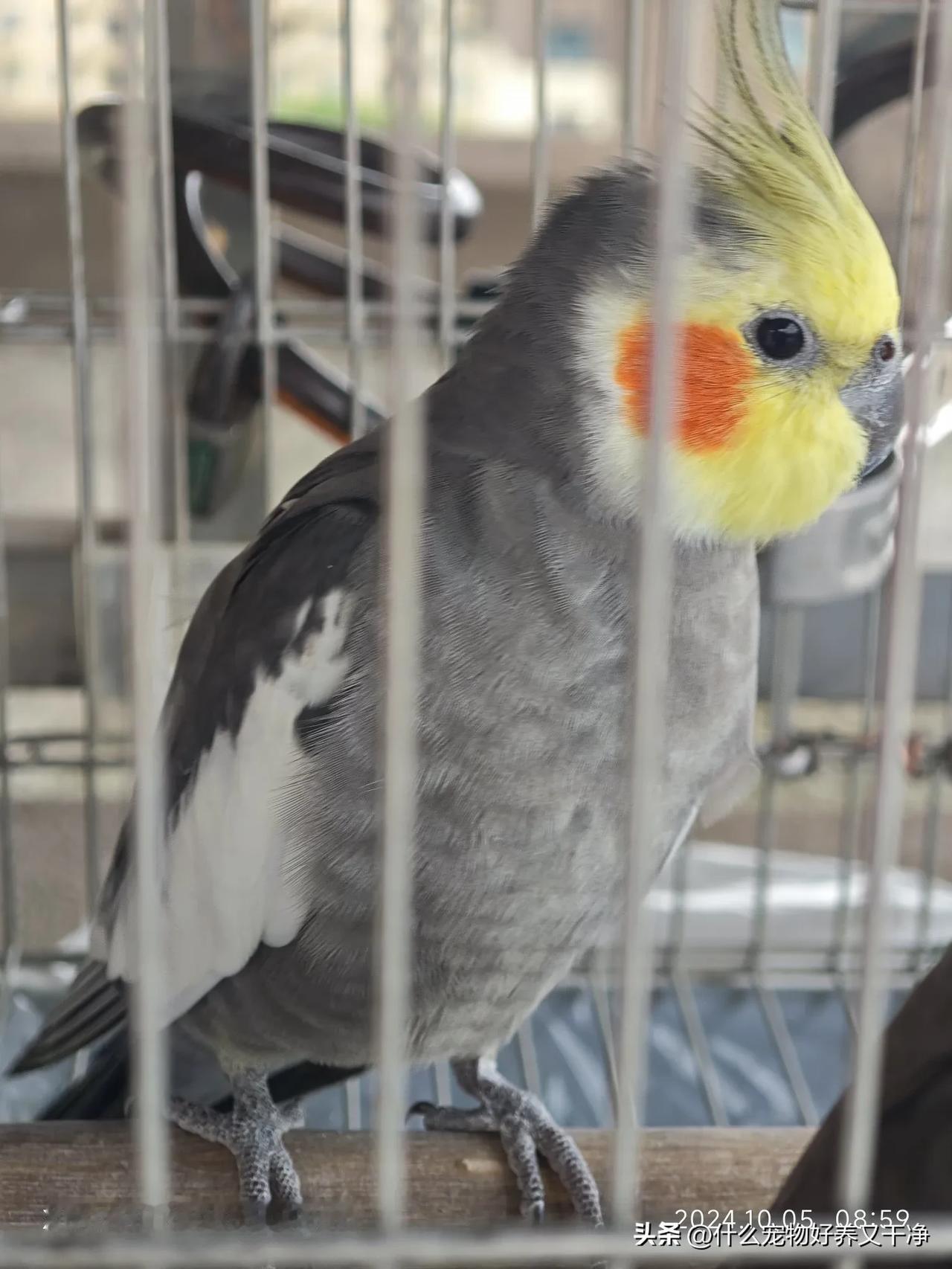 #秋日生活碎片打卡#原始灰真的好看！
