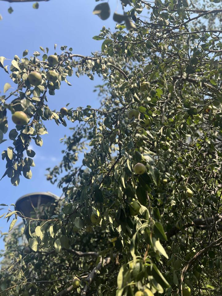 夏日生活打卡季我在桃花开