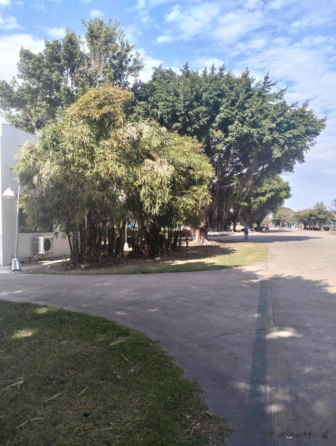 海岛上居然有竹子，
而且长得非常的高大，
虽然地面都是沙子，很贫瘠，
但是这些竹