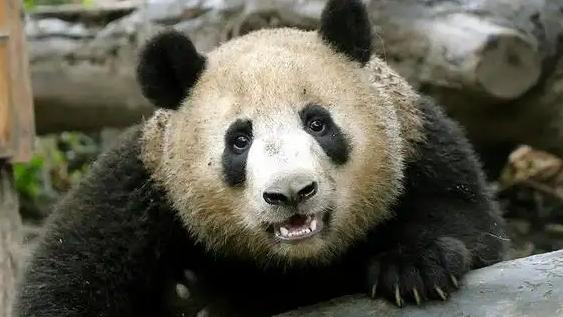 近日，杭州官方发布令人痛心的公告，大熊猫“半半”“香果”分别于2026年2月9日