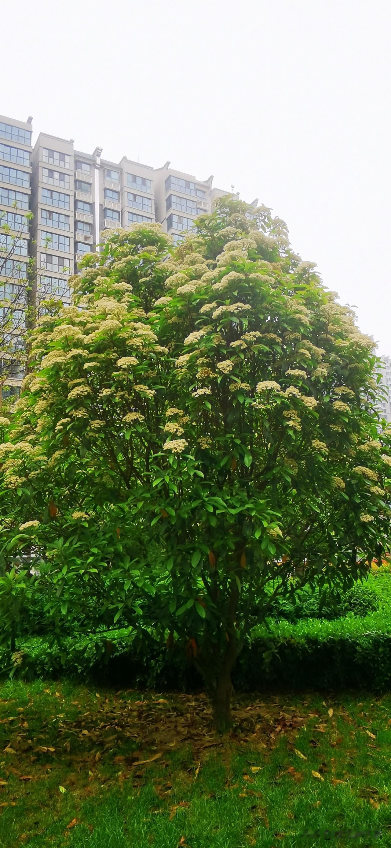 【我家孩子，把石楠叫了五年“西兰花树”】
 
小区里这棵开着奶白色花团的树，从女