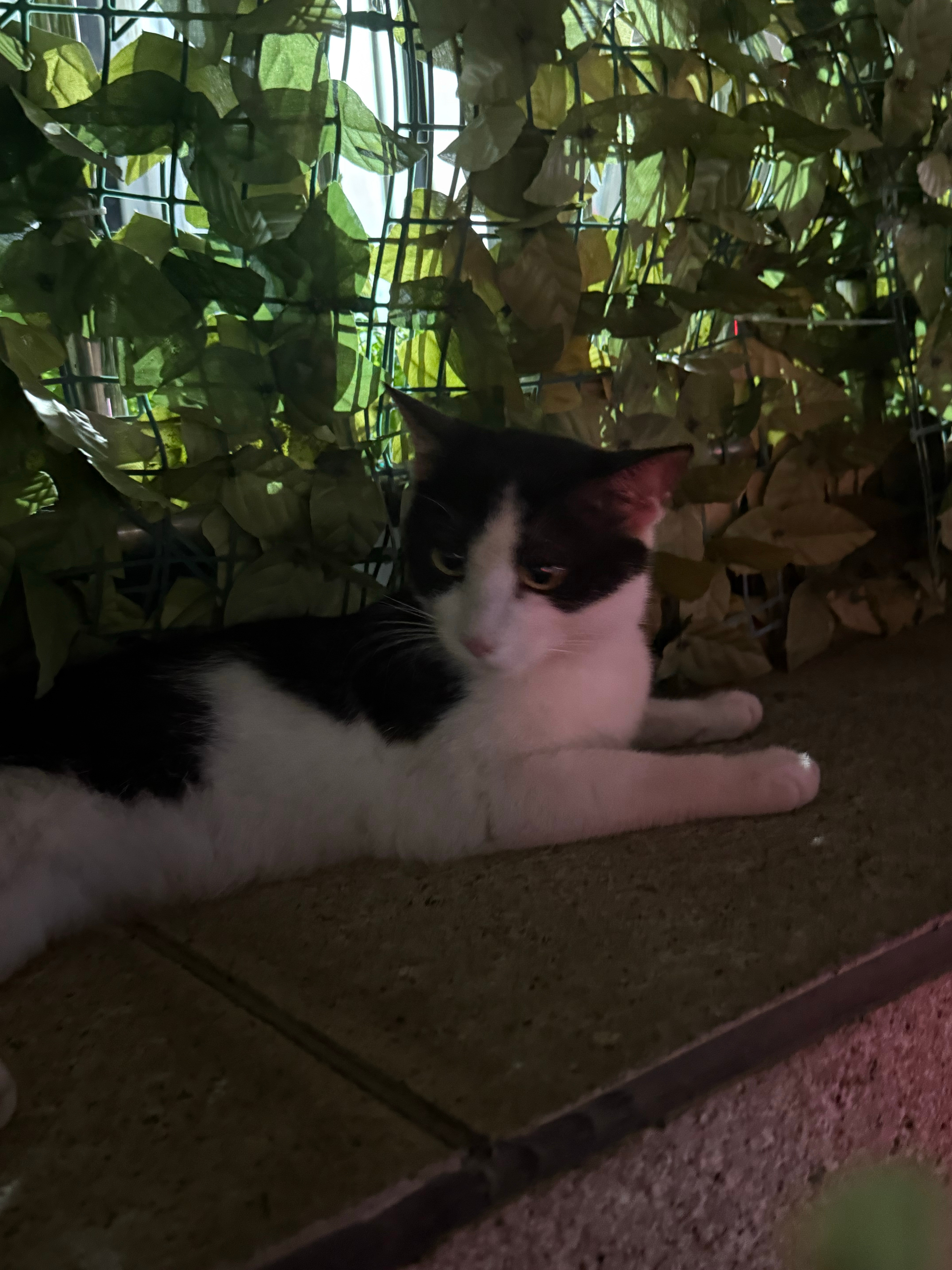 偶遇黑猫警长！ 