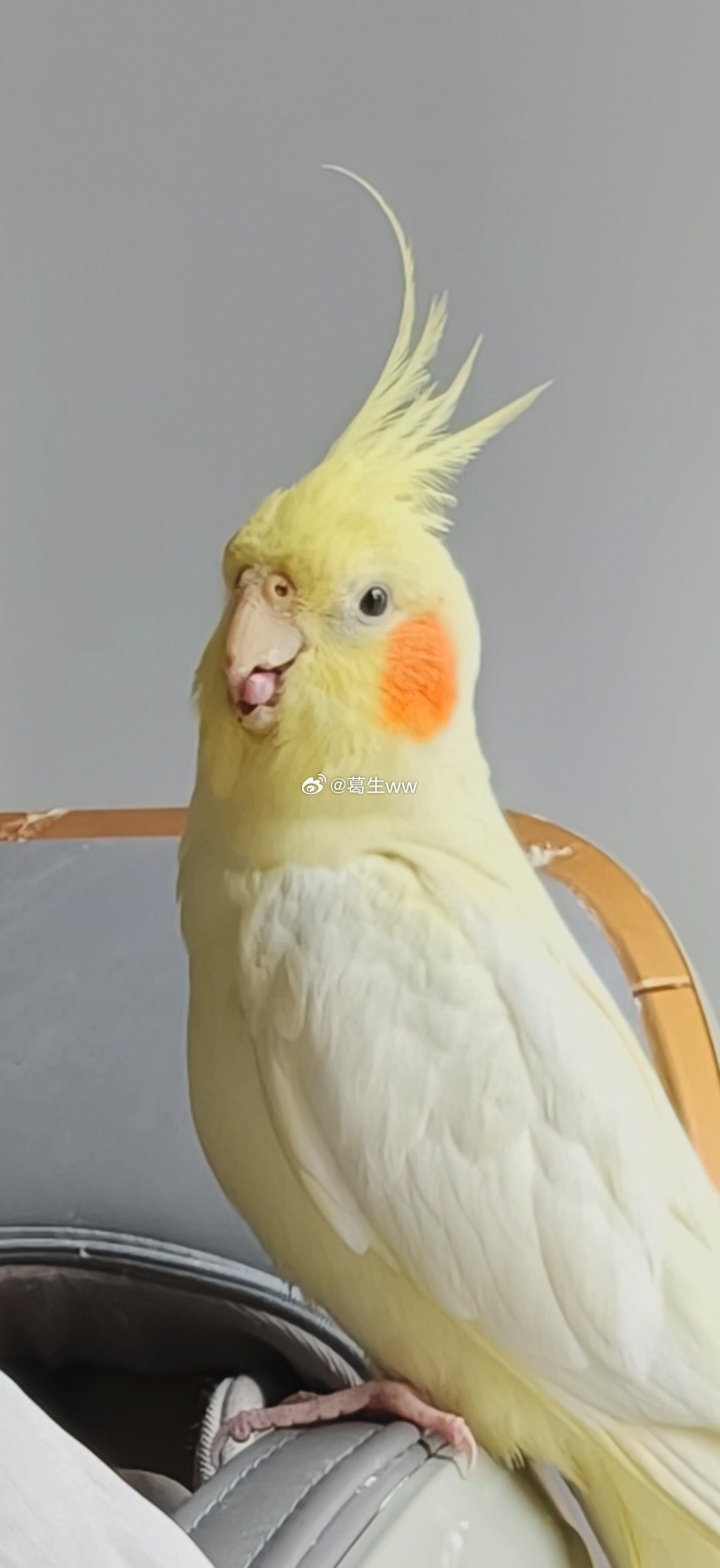 展示猪肝 