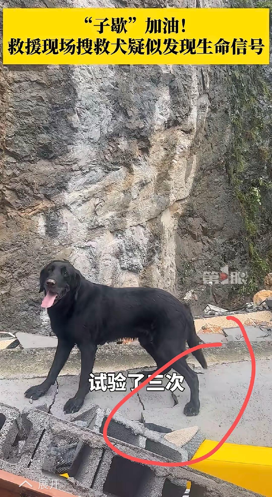 一只叫“子歇”的搜救犬，发现重庆山体垮塌的一个废墟下面，可能存在幸存者。然后生命