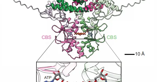 几分钟扫完细菌全基因组，MIT用AI找出大量未知的抗病毒防御系统