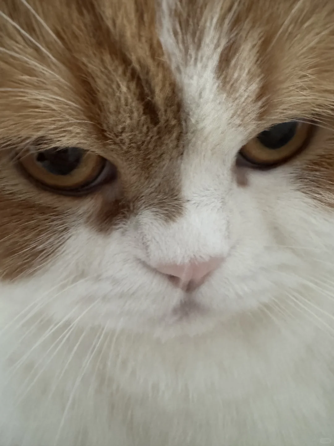 没有冻干的生气脸