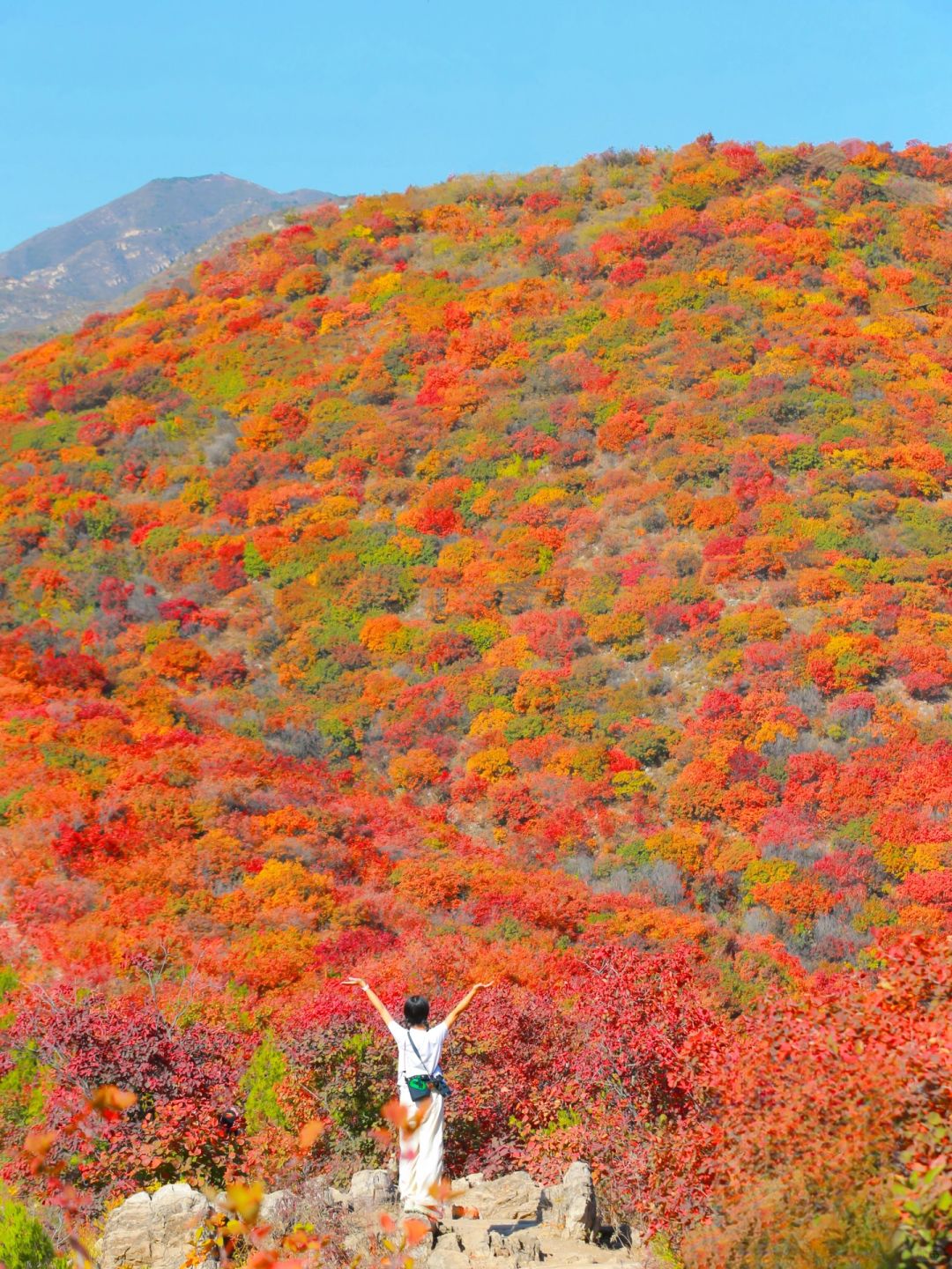 10.28实拍🍁北京童话般登山步道已满山红❗️