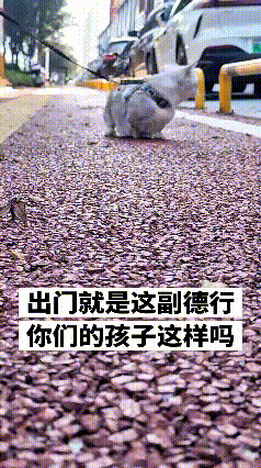 主人牵着猫咪出门遛弯，一到外面猫咪就紧张得不行。不敢大大方方走路，一直趴在地上慢