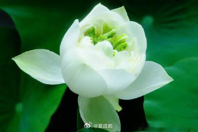 【第二十五届草堂荷花展即将开幕】6月18日至24日，成都杜甫草堂博物馆第二十五届