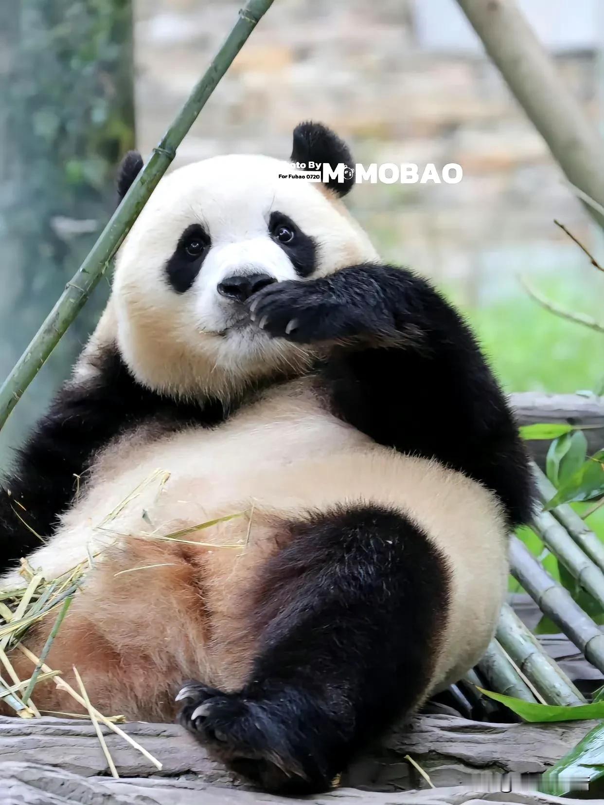 前一秒，圆滚滚的屁股好可爱，后一秒，这腿，什么时候成了土豆腿了。


福宝，你的