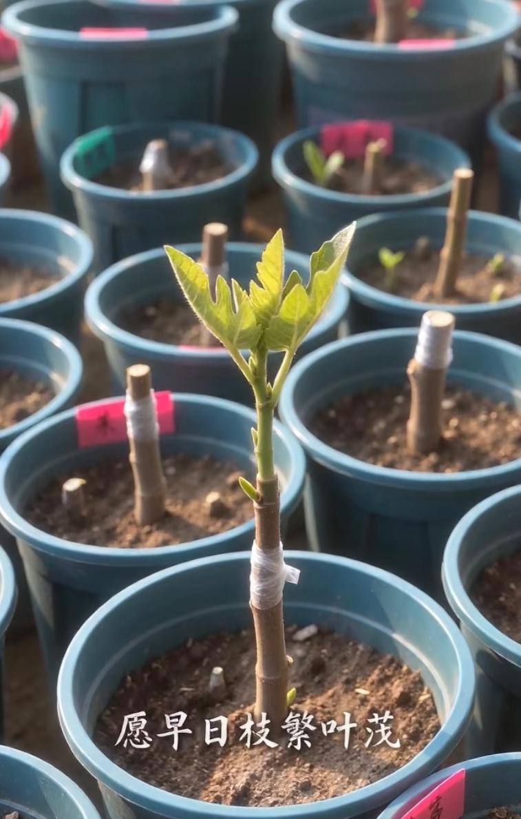 入了无花果嫁接的坑，选了最容易出状态的芭劳奈枝条，往自家养了两年的青皮老桩上切了