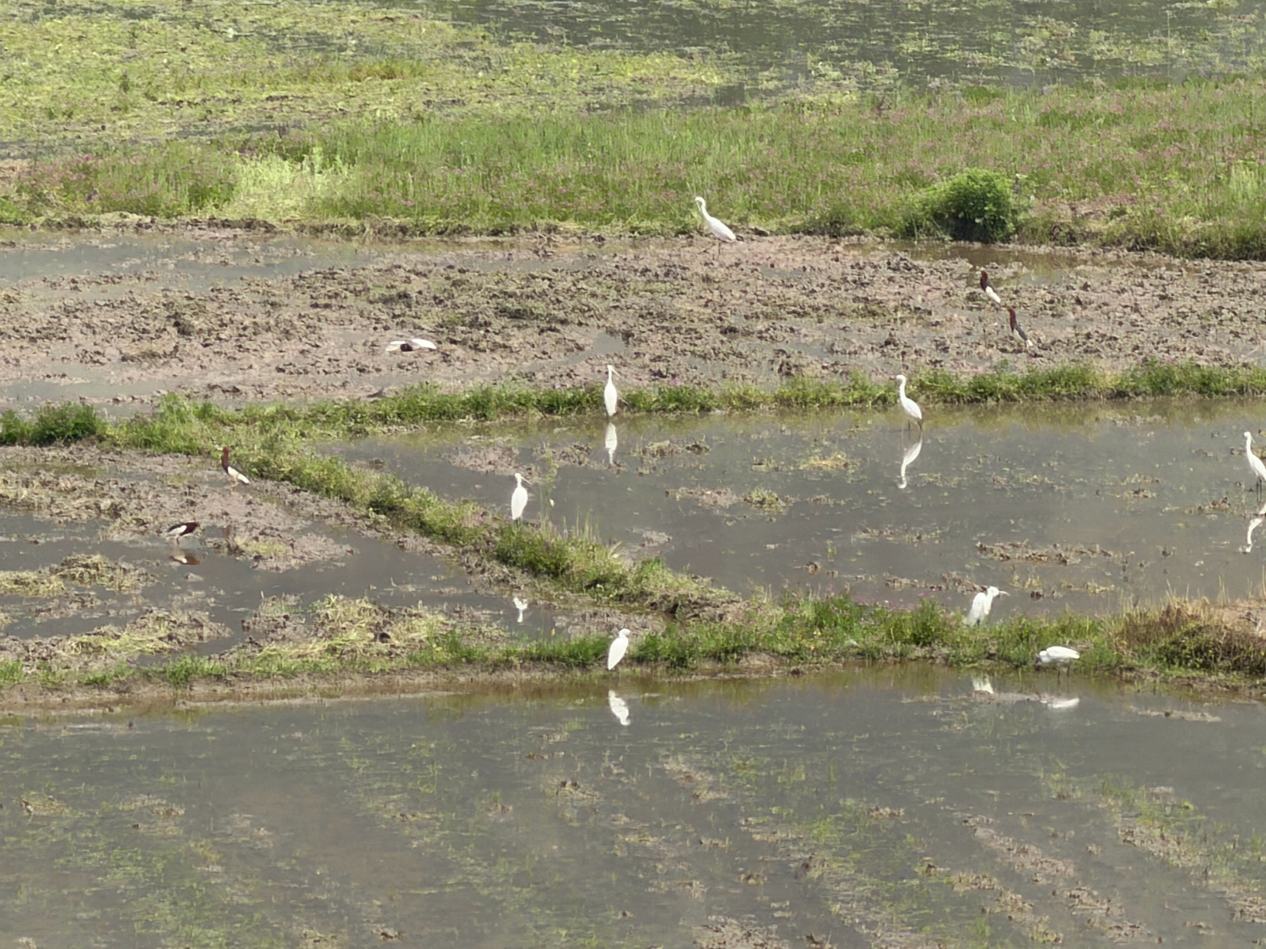 清风拂原野，白鹭落尘间。缓步觅食悠然，不染俗世烟火，自带一身温婉仙气。 