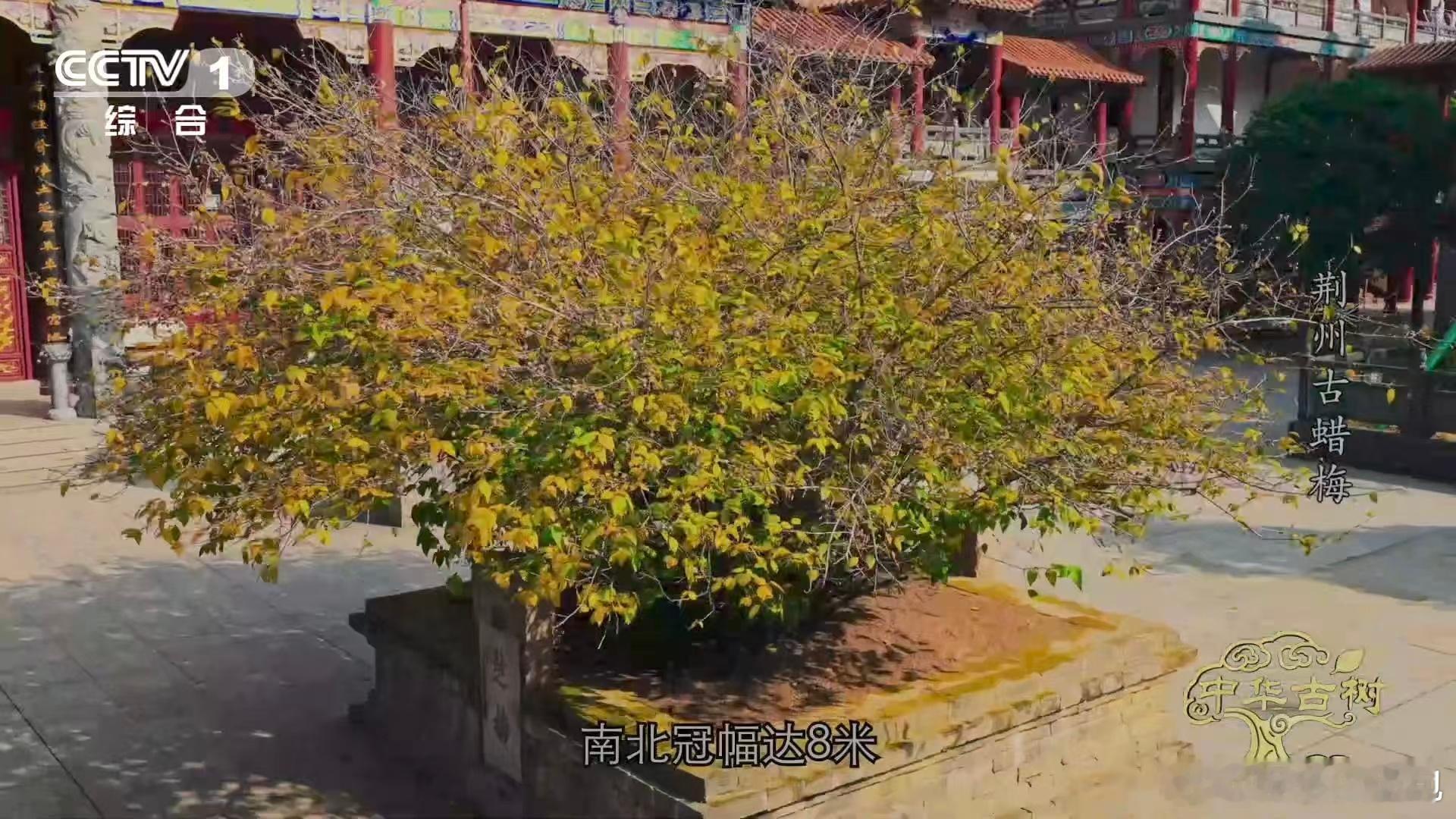 是蜡梅还是腊梅终于分清蜡梅和梅花了 知识点来啦📝蜡梅不是梅花！蜡梅花瓣是黄色的