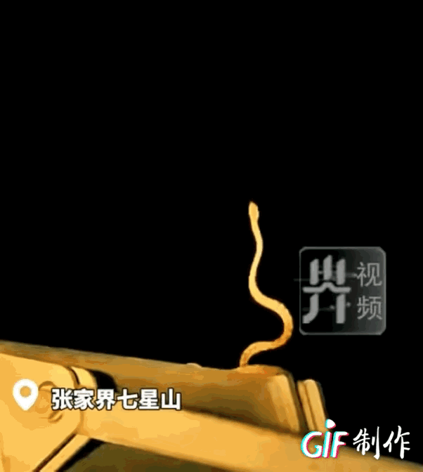 张家界彻底解释不清了！
深夜，张家界七星山的索道巡检员在检修索道时发现“金蛇望月