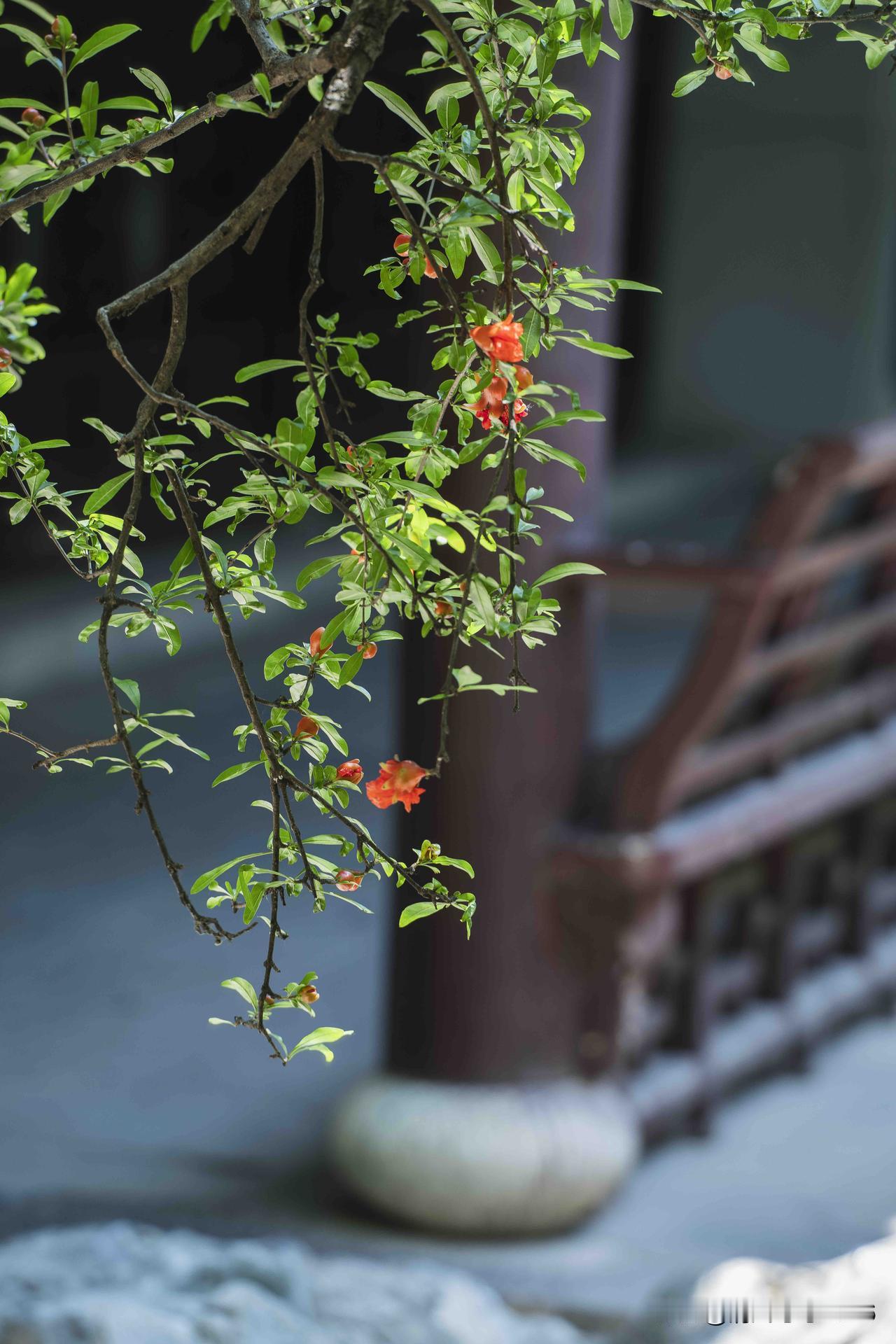 南京老门东｜半窗榴红  藏尽老门东初夏温柔

闲步深巷，不经意邂逅满枝惊艳
一隅