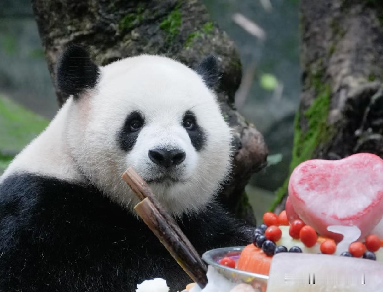 兰重重的幸福谁懂啊？猪儿虫终于吃上了不带皮的西瓜🍉
虫洞今天异常热闹，兰双双、